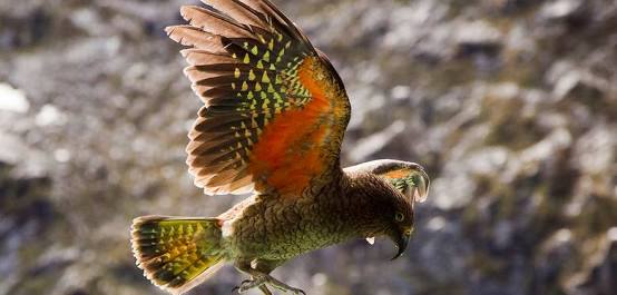 Beo Kea, Inilah Satu-satunya Burung yang Bisa Menularkan Kebahagiaan