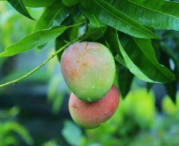 MANGGA AGRIMANIA,MANGGA TERMAHAL DI INDONESIA DARI INDRAMAYU