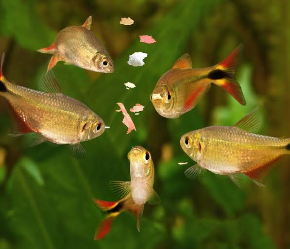 Ikan, investasi di bidang makanan dan hiburan.