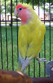 Burung Kicau Hobi sekaligus Investasi !