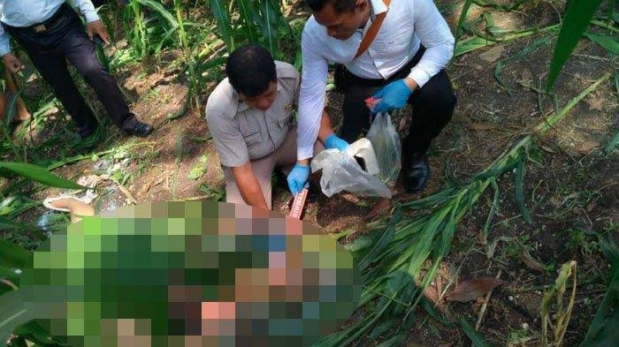 Jadi Korban Pembunuhan, Janda Muda Ditemukan Tewas Tanpa Busana di Kebun Jagung