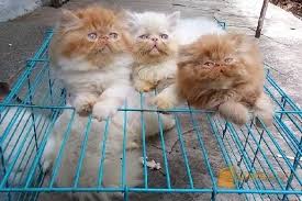 Bisnis Kucing Ternyata Menyenangkan dan Menjanjikan