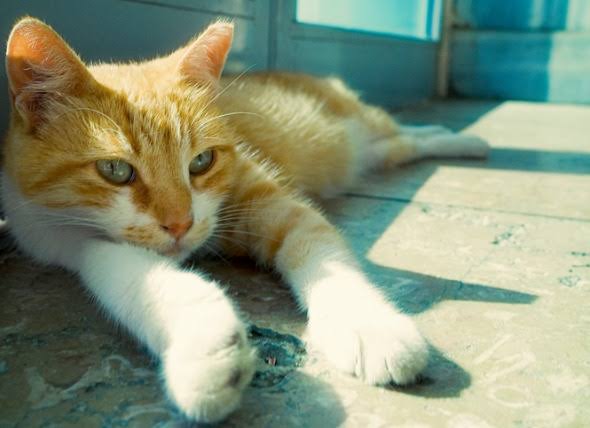 7 Hal Yang Harus Kamu Siapkan Sebelum Mengadopsi Kucing Liar