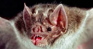 Vampire Bat,, Kelelawar Yang Gemar Menghisap Darah