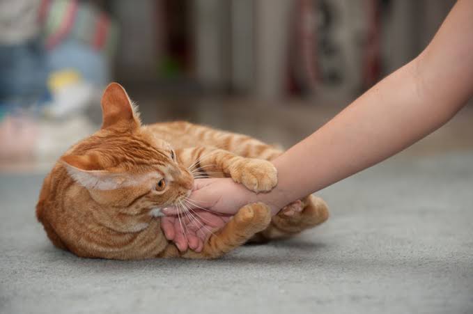 Tingkah-Tingkah Kucing yang Menandakan dia Nggak Suka Sama Agan