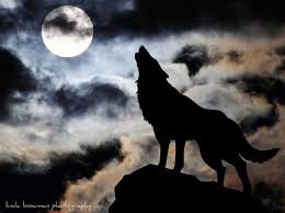 mengapa-serigala-melolong-saat-malam-bulan-purnama