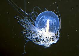 &quot;Immortal&quot; Jellyfish - Ubur-Ubur yang Hidup Abadi