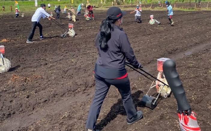 Jokowi dan Puan Maharani Coba Bajak Sawah di Sorong Papua