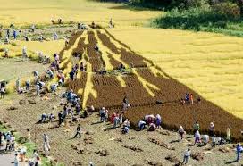 Pemandangan Sawah Di Jepang Gan!!