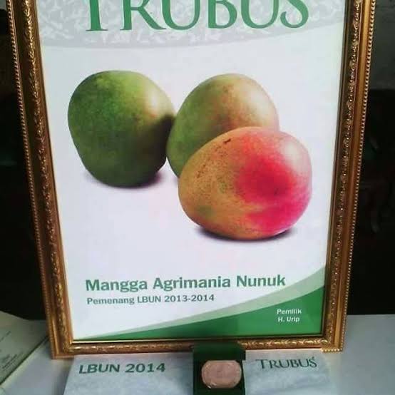 MANGGA AGRIMANIA,MANGGA TERMAHAL DI INDONESIA DARI INDRAMAYU