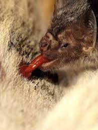 Vampire Bat,, Kelelawar Yang Gemar Menghisap Darah