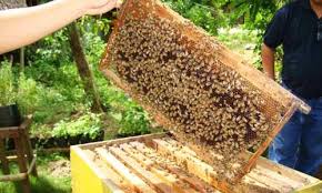 Prospek Budi Daya Lebah Madu : Manis dan Menguntungkan