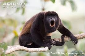 Howler Monkey, Monyet Paling Berisik Sedunia