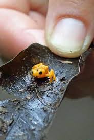 brachycephalus-mirissimus-katak-super-kecil-yang-berwujud-seperti-jelly