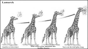 tidak-runtuhnya-teori-evolusi-dalam-20-jawaban