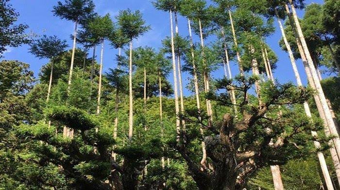 Daisugi, Teknik Menanam Pohon Diatas Pohon