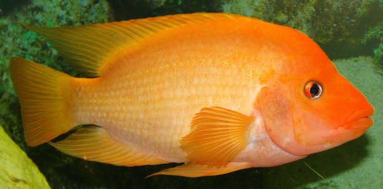 Ikan Iblis Merah Bikin Resah Nelayan hingga Pemerintah