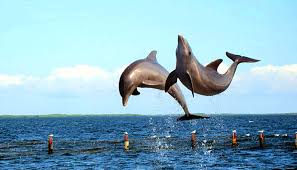 melihat-lumba-lumba-lucu-dengan-mata-telanjang-di-teluk-kiluan