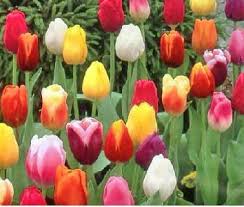 12 Fakta Unik Bunga Tulip