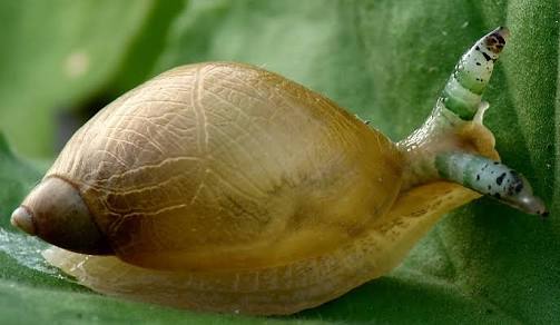 share-sejarah-zombi-itu-nyata