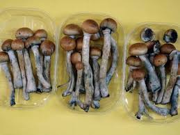 Magic Mushroom &#91;Buat yang bingung Legal atau Ilegal&#93;