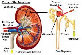 Manusia Bisa Hidup Tanpa 6 Organ Ini