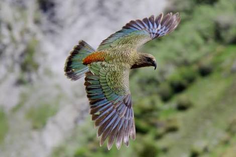 Beo Kea, Inilah Satu-satunya Burung yang Bisa Menularkan Kebahagiaan