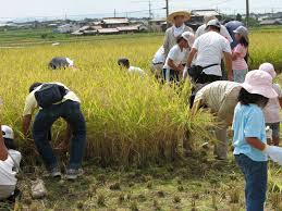 Pemandangan Sawah Di Jepang Gan!!