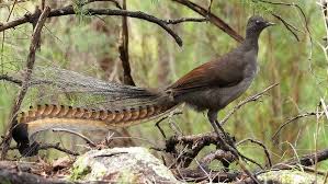 Burung yang bisa meniru suara Gergaji, Alarm Mobil dst - Lyrebird