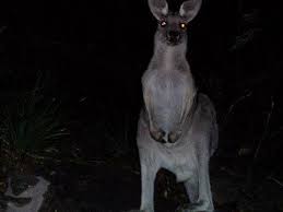 Heboh!!!Jersey Devil ternyata hoax gan.
