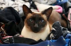 Si Kucing Betina yang Hobi Mencuri Celana Dalam Pria