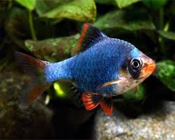 new--freshwater-fish-lounge---part-1