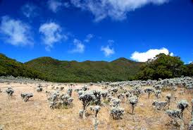 CATPER GUNUNG GEDE VIA CALO MEI 2013