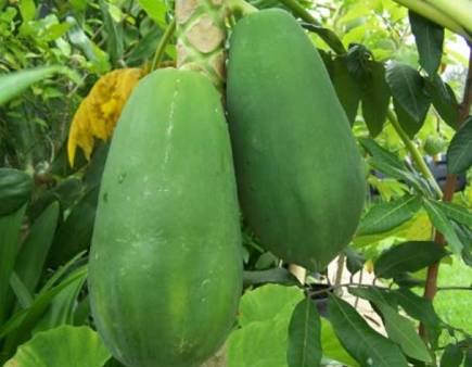 im-jin-ah-alias-nana-penyanyi-wanita-tercantik-sedunia-heboh-umbar-payudara