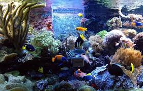 &#91;TIPS&#93;Menghias dan menangani Aquarium! 