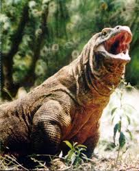 &#91;HOT&#93; 10 Keunikan Komodo