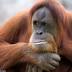 Orang Utan Dijadikan Pelacur di Kalimantan 