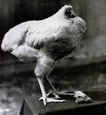 Ayam Unik, Tanpa Kepala Hidup Selama Hampir 2 Tahun