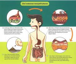 Proses terjadinya tahi (Tai) manusia gan/sist !!! (Bukan jorok tapi ilmu ...)