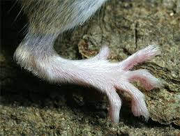 Tikus aneh yang suka "Melolong"