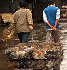 600 Kucing Diselamatkan Sebelum Jadi Bahan Makanan ( mari Gan )