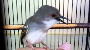 Burung Kicau Hobi sekaligus Investasi !