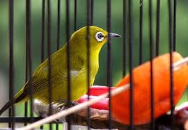 Burung Kicau Hobi sekaligus Investasi !