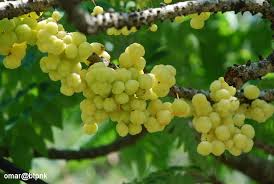 Buah2 Ini Mungkin Telah Punah, Padahal Semasa Kecil Buah2 Ini Selalu Jadi Teman 