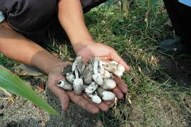 Makanan Enak &amp; Bergizi yang didapat cuma-cuma di Sawah