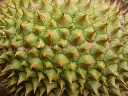 8 Tips Memilih DURIAN Yang Bagus dan Lezat