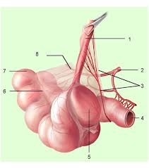 Manusia Bisa Hidup Tanpa 6 Organ Ini