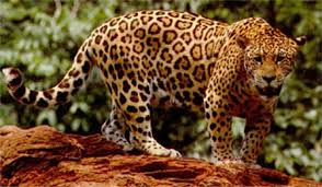 Perbedaan macan tutul, ,cheetah, jaguar dkk | KASKUS