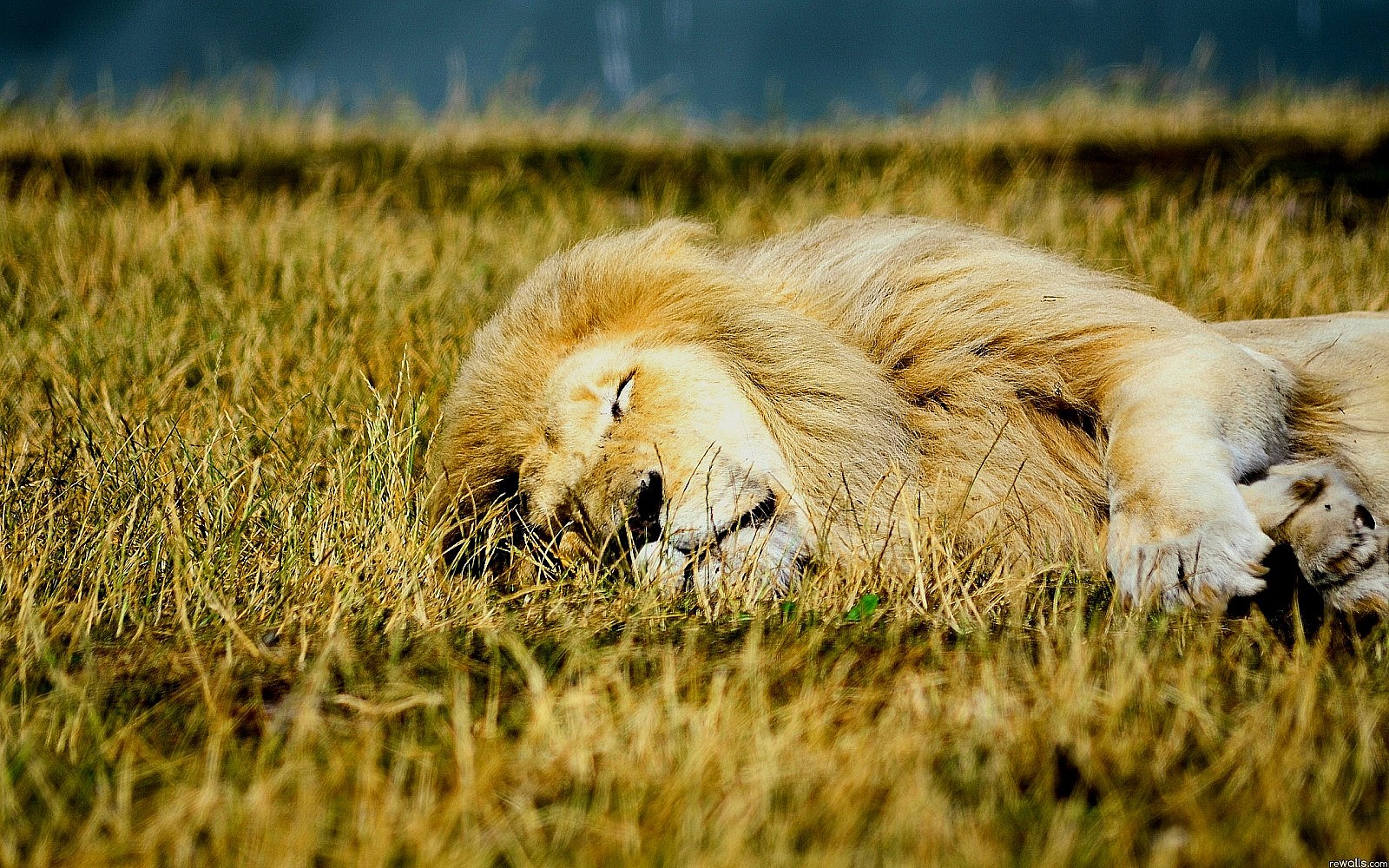 Lucunya 7 Hewan Saat tidur