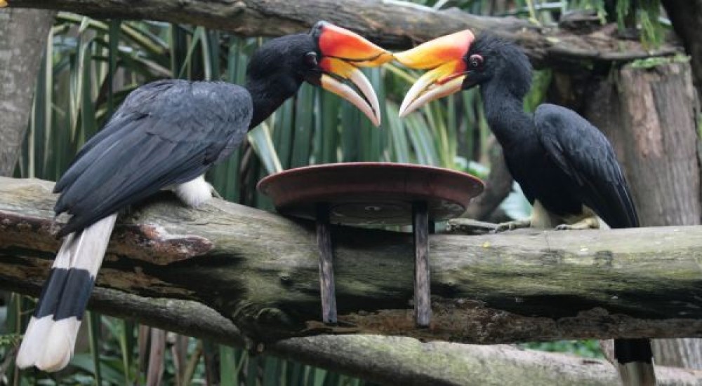 Cegah Kepunahan Burung Enggang Khas Kalimantan TImur dengan Teknologi Reproduksi